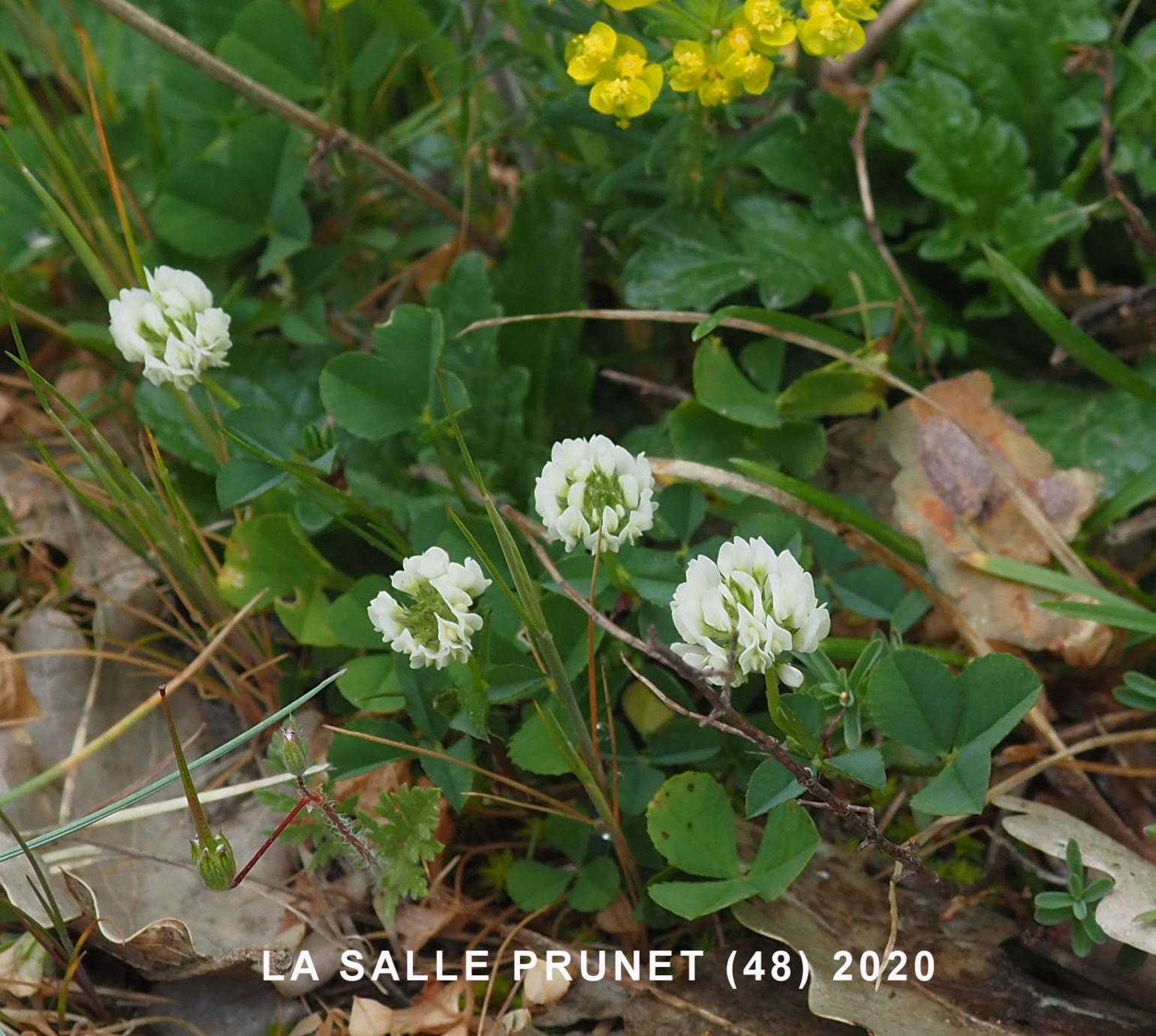 Clover, Small White